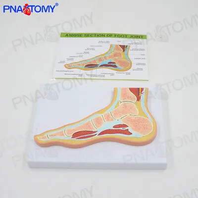 1:1 Human MRI Foot Joint Skeletal Muscle Section Structure Anatomical Model • $58.50