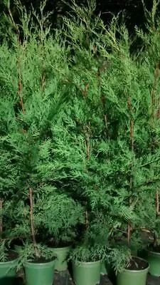 10x Conifer Hedging Plants Green Leylandii 2lt Pots Evergreen Trees 70-90 Cm • £62.49