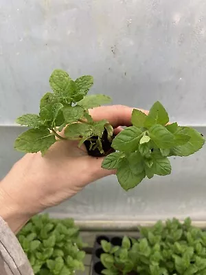 2 X Mint Plug Plants - Garden Mint & Marokko Spearmint  - Grow Your Own Veg • £4
