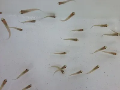 (100) Mosquitofish (Gambusia Affinis) Live Tropical Mosquito Fish Pond Control • $89.99