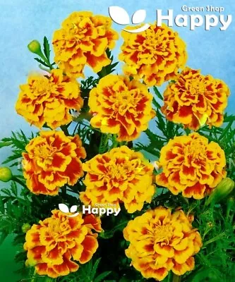 FRENCH MARIGOLD - DEL SOL - 300 SEEDS - Tagetes Patula Nana - DOUBLE FLOWER • £1.99