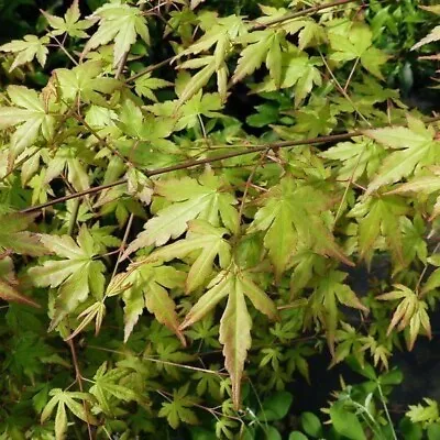 Japanese Maple / Acer Palmatum 3-4ft Tall In 2L Pot Beautiful Autumn Foliage • £21.99