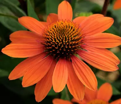 Echinacea Orange Red Perennial Plant 2 X 9cm Pots • £8.99