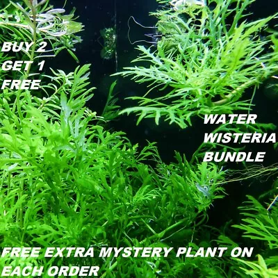 Hygrophila Difformis Bunch Water Wisteria Live Aquarium Plants BUY2GET1FREE • $9.89