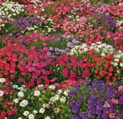 Verbena Ideal Florist Mixed Seeds Grow Your Own Flowers Borders Simply Garden • £2.49