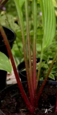 £9.99 • Buy Hosta 'Red Stilts’ Medium Variety At Maturity.  Bare Root  Ex 10cm Pot