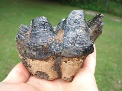 Blue Enamel Fossil Tooth Florida Fossils Ice Age Extinct Prehistoric Skeleton Nr • $17.50