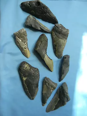 Megalodon Lot Of 9 Teeth No Restoration Fossil Sharks Tooth • $16
