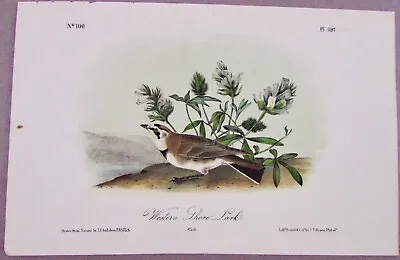 Western Shore Lark Audubon 2nd Edition 1850 Hand Colored  Litho J.t.bowen • $79.95