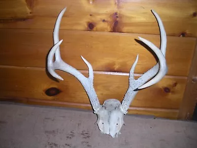 Vintage 8 Point Whitetail Deer Antlers / 17 1/2  Spread 17 1/2  High / Good Mass • $80
