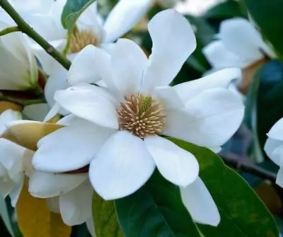 Magnolia Doltsopa | Sweet Michelia | 10 Seeds • $7.79