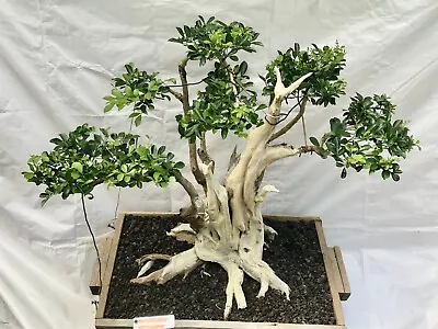 Ancient Calamondin Orange Bonsai Tree • $3500