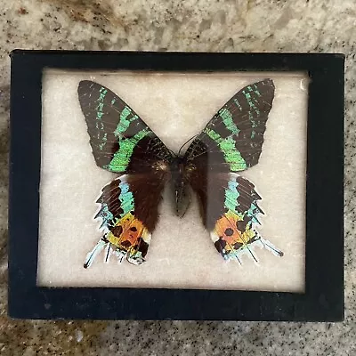 Madagascar Sunset Moth Butterfly Collectibles Entomology Display Mounted Framed • $59.99