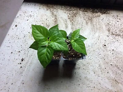 2 PACK RED SCOTCH BONNET Pepper Plant  40 + Days Old (2  + To 4  Tall) • $15