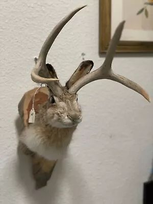 Beautiful Jackalope Taxidermy Mount On Wood  With Real Elk Antlers • $150