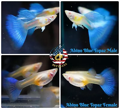 $21.95 • Buy 1 PAIR - Live Aquarium Guppy Fish High Quality - Albino Blue Topaz - USA SELLER