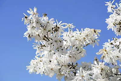 5 STAR MAGNOLIA Stellata TREE Seeds - Fragrant White To Pink Big 4  Wide Flowers • $6