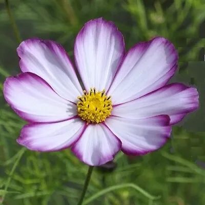 Cosmos Bipinnatus 'Sensation Picotee' / Flowers All Summer / 500 Seeds • £1.49