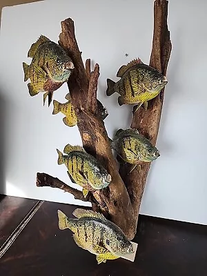 Real Skin Beautiful Sunfish Bluegill Panfish Fish Taxidermy Wall Mount • $450