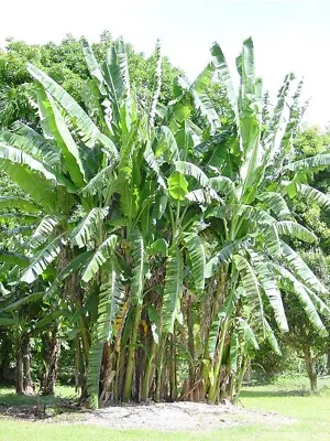 African Giant Banana Tree-musa Kandarian- SMALL ROOTED STARTER PLANT-Grows 40 FT • $29.99