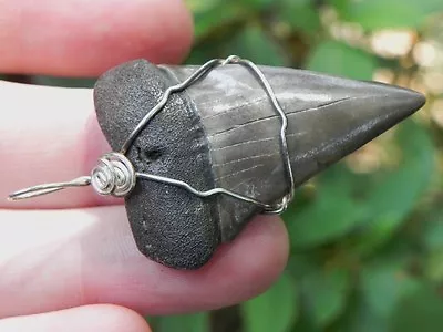 Extinct Mako Wire Wrapped Pendant Fossil Shark Tooth Necklace Megalodon Era  • $34.95