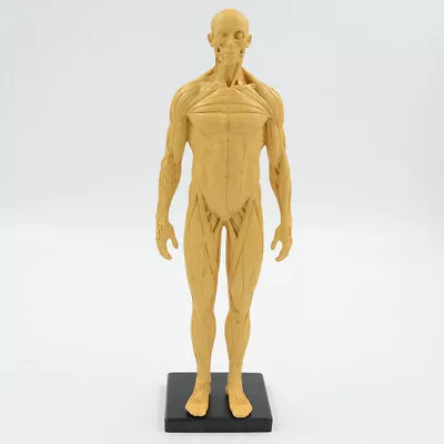 30cm Muscular Figure Model Human Muscle Anatomy Artistic Sketches Tool With Base • $37.04