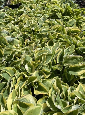 £9.99 • Buy Hosta Patriot 4L, Shade Loving Plant
