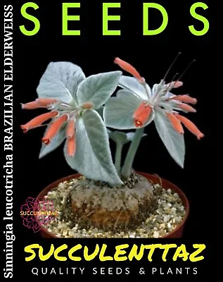 £5.88 • Buy  Sinningia Leucotricha 10 X Seeds Succulent Rechsteineria CAUDEX Gloxinia Family