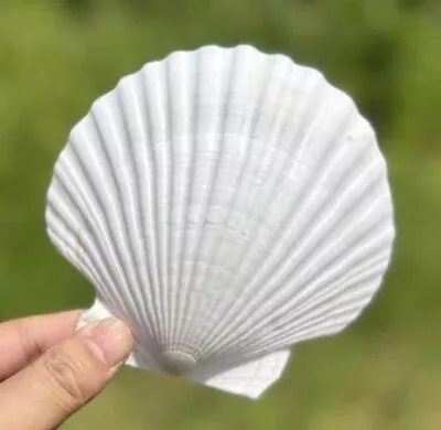 10 PCS Large Scallop Shells 4-5 Inch Natural White Scallop Shells From Sea Be... • $27.26