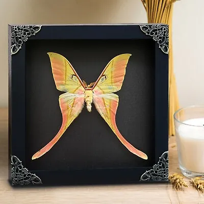 7.2 X7.2  Real Moon Moth Framed Taxidermy Preserved Insect Shadow Box Decor • $72