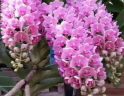 Rhynchostylis Gigantea Pink Fragrant Orchid Species Vanda Orchid • $32.50