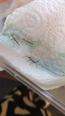 £4 • Buy Indian Stick Insect Nymphs