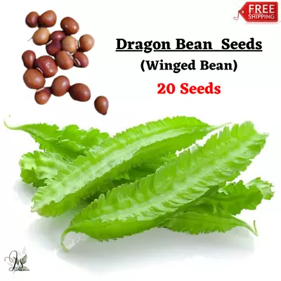 20+ Dragon Bean Seeds Angled Bean Asparagus Bean Winged Bean Seeds For Planting • $8.99