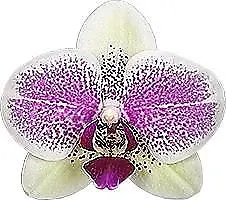 $25 • Buy Phalaenopsis Octopus Orchid