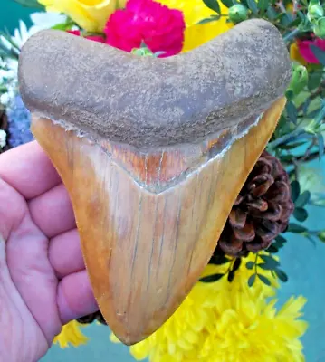 MASSIVE PUMPKIN ORANGE Megalodon Shark Tooth 14.5 Cm • £372