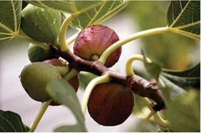 Celeste Fig (Honey/Sugar Fig) - Ficus Carica - Live Plant • $19.99