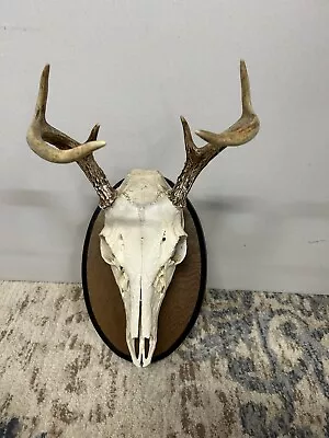 Vintage Whitetail Deer Antler European Mount Plaque 6 Point Cabin Taxidermy • $39.99