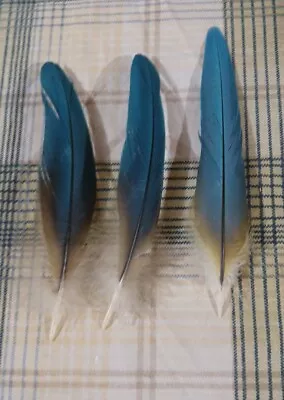 3 Blue & Gold Macaw Feathers .5.6-6  Inches Natural Shed From Cage Free Bird • $16