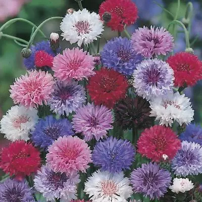 Cornflower Double Mixed Seeds Grow Your Own Flowers Borders Simply Garden • £2.49