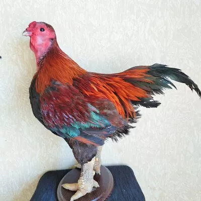 Ga Dong Tao Chicken Hen Taxidermy Stand Mount • $550