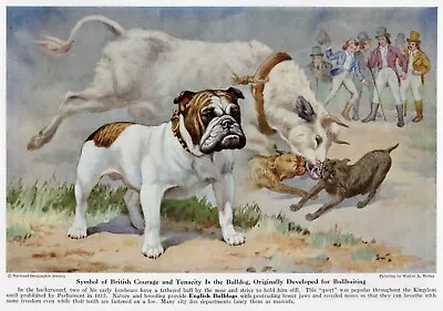 Bulldog | English  Fighting  - CUSTOM MATTED - 1943 Vintage Color Dog Art Print • $15