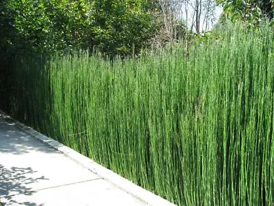 Equisetum Hyemale (Scouring Rush) Bare Root/rooted Cutting Marginal Pond Plant. • £6.75