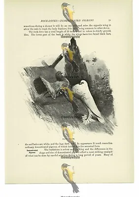 Fancy Pigeons Animal Book Illustration (Print) C1916 • £11.97