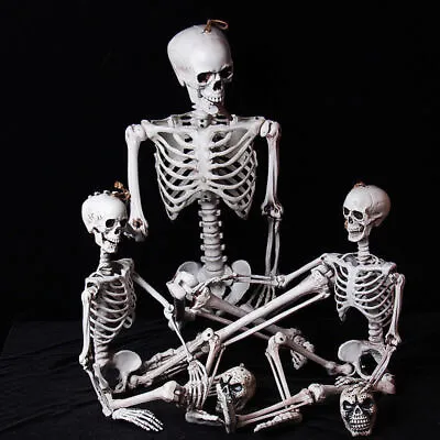 Halloween Skeleton Human Full Size Skeleton Skull Bones Halloween Model Decor • $27.99