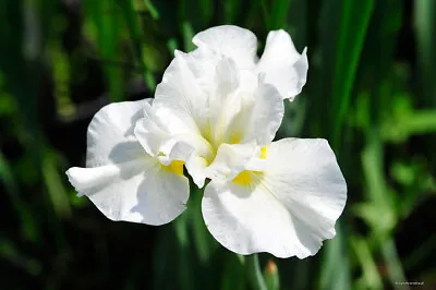 £5.40 • Buy Iris Sibirica „Harpswell Happiness  Seeds