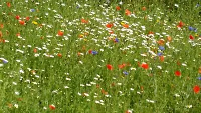 WILDFLOWER MEADOW DE-LUX MIX 50 Types ( 100% FLOWER SEED - NO GRASS ) - 10 Gram • £3.09