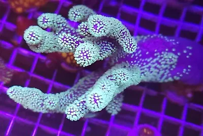 Live Coral Robbie's Corals Green Polyp Finger Leather Coral Frag 1.5 -2  • $32.99