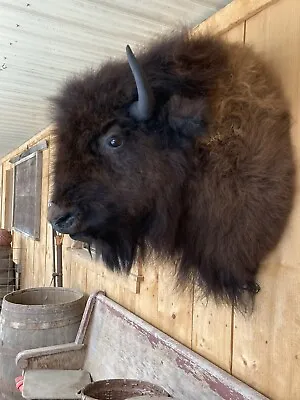 Real Buffalo / Bison Shoulder Taxidermy Mount New • $2750