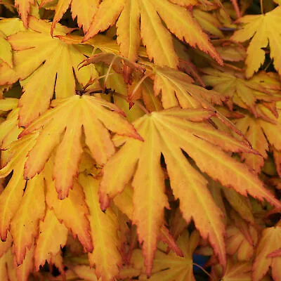 Acer Palmatum 'Orange Dream' | Japanese Maple Deciduous Garden Plant Tree In Pot • £12.99