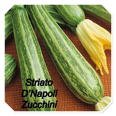 Organic Heirloom Seeds - Striato D’napoli Zucchini Courgette - Compact Plants • £3.30